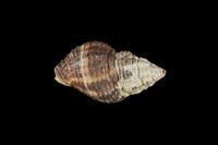 藏品(焦黃峨螺)的圖片